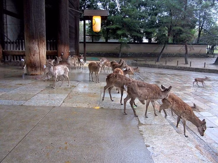  6. Là biểu tượng linh thiêng trong văn hóa Nhật Bản. Ở thành phố Nara, Nhật Bản, hươu sao được coi là sứ giả của các vị thần Shinto và được bảo vệ nghiêm ngặt, nhiều cá thể sống tự do và dạn dĩ giữa lòng đô thị. Ảnh: Pinterest.