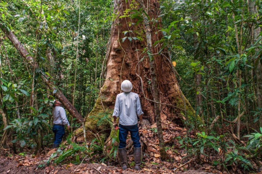Theo thống kê của Tổ chức Gỗ nhiệt đới quốc tế, diện tích rừng Ipe bị tàn phá bởi nạn khai thác trái phép lên tới 16 triệu ha, gấp 6 lần so với diện tích được cho phép. Nguy cơ gỗ Ipe tuyệt chủng do nạn lâm tặc xuất hiện, những "băng nhóm mafia" chuyên khai thác trái phép gỗ hoạt động bất chấp luật pháp.