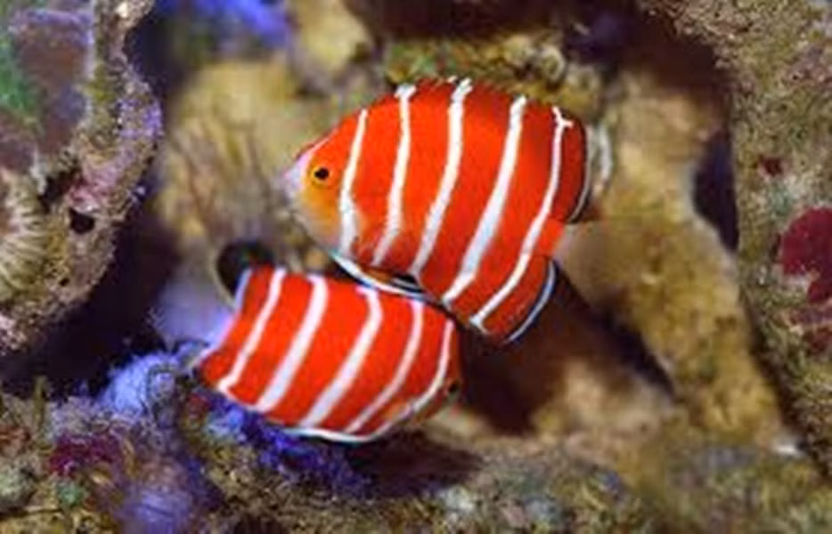 Nổi bật với các sọc đỏ và trắng nên cá thiên thần Peppermint được giới sinh vật chuộng làm cá cảnh.