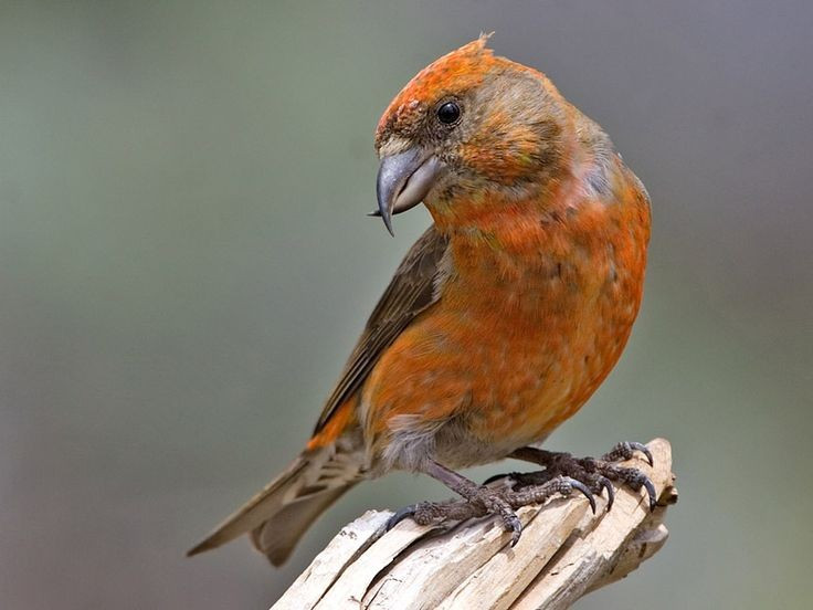  Chim mỏ chéo sở hữu chiếc mỏ bắt chéo độc nhất trong thế giới chim. Hai mỏ cong và chéo nhau giúp loài chim này dễ dàng tách vảy nón thông để lấy hạt, một cấu trúc mỏ độc đáo không giống bất cứ loài chim nào khác. Ảnh: Pinterest.