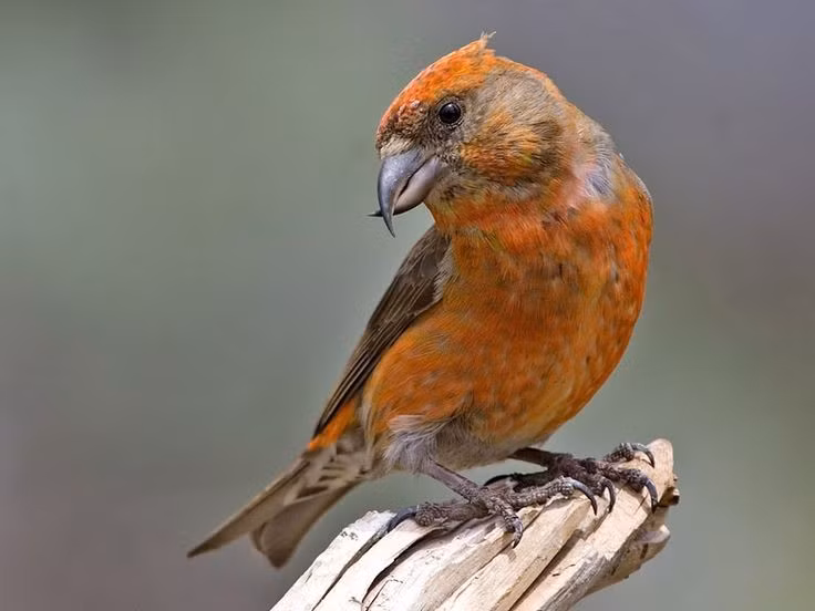  Chim mỏ chéo sở hữu chiếc mỏ bắt chéo độc nhất trong thế giới chim. Hai mỏ cong và chéo nhau giúp loài chim này dễ dàng tách vảy nón thông để lấy hạt, một cấu trúc mỏ độc đáo không giống bất cứ loài chim nào khác. Ảnh: Pinterest.