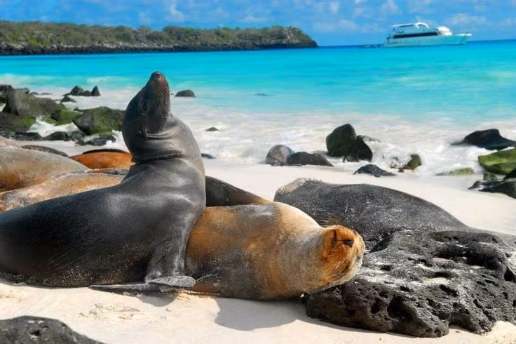  2. Quần đảo này có hệ sinh thái độc nhất vô nhị trên thế giới. Khoảng 80% loài chim đất liền, 97% bò sát và động vật có vú ở đây là loài đặc hữu, không thể tìm thấy ở bất kỳ nơi nào khác. Ảnh: Pinterest.