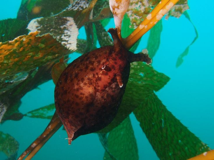  Kích thước đa dạng đáng kinh ngạc. Một số loài chỉ dài vài centimet, trong khi loài lớn có thể dài hơn 60 cm và nặng vài kilogram. Kích thước ấn tượng cùng màu sắc nâu, tím hoặc xanh lục khiến chúng nổi bật giữa thảm cỏ biển. Ảnh: Pinterest.