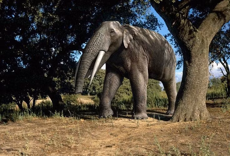  Được xem là tổ tiên của voi hiện đại. Gomphotherium có thể là mắt xích tiến hóa giữa các loài voi cổ và voi hiện đại. Ảnh: Pinterest.