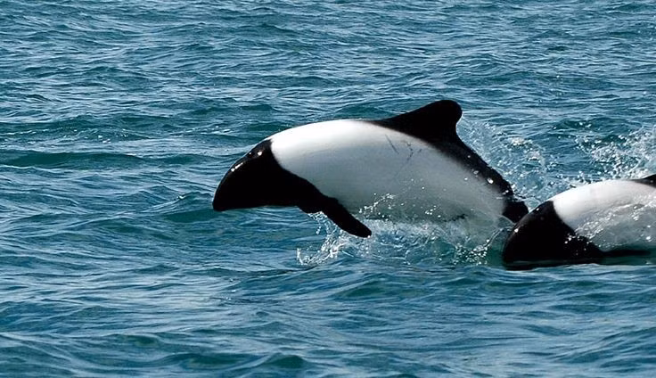 Cá heo Commerson có màu sắc đen trắng cực kỳ tương phản. Thân trước và đuôi mang màu đen đậm, phần giữa trắng tinh tạo cảm giác như được “vẽ” bằng mực, khiến loài cá heo này dễ nhận diện nhất trong họ cá heo. Sự tương phản này có thể hỗ trợ ngụy trang trong làn nước nhiều ánh sáng phản xạ. Ảnh: Pinterest.