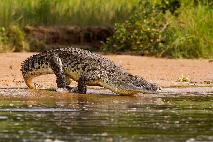  6. Ăn cả xác thối. Ngoài việc săn mồi sống, chúng cũng ăn xác chết trôi nổi trong sông, đóng vai trò như “kẻ dọn dẹp” tự nhiên. Ảnh: Pinterest.