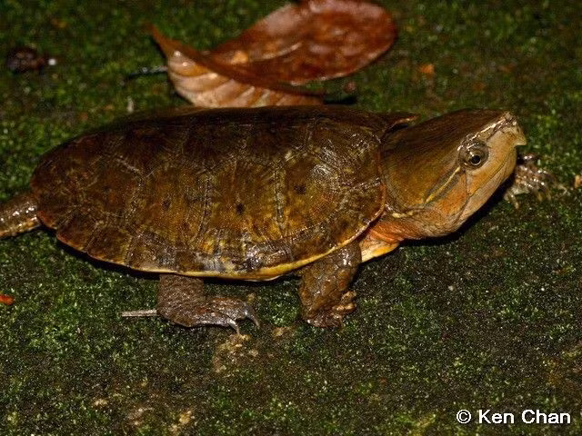  3. Có chiếc hàm cực khỏe và sắc bén. Rùa đầu to có bộ hàm mạnh mẽ, cho phép chúng nghiền nát vỏ ốc, cua và côn trùng – thành phần chính trong chế độ ăn. Ảnh: Pinterest.