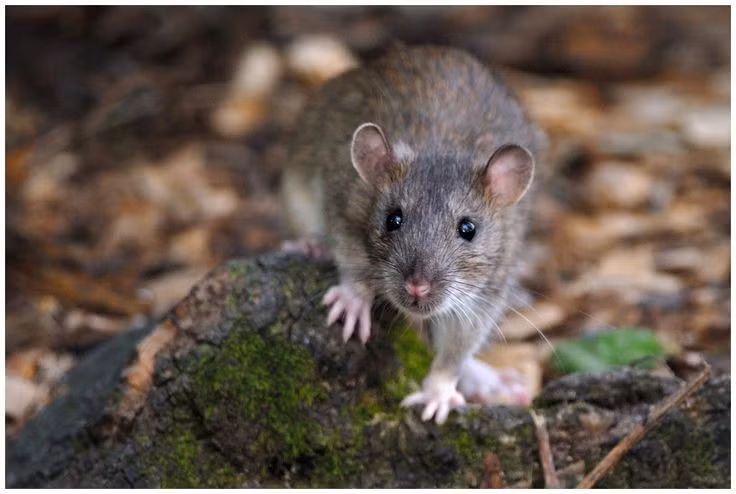  Thông minh và học nhanh. Chúng có khả năng ghi nhớ đường đi, học qua thử sai và phối hợp theo nhóm. Ảnh: Pinterest.