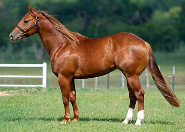 Vai trò của hệ thần kinh. Khi ngủ đứng, ngựa chỉ rơi vào trạng thái ngủ nông; hệ thần kinh vẫn duy trì mức cảnh giác cao, cho phép chúng nhanh chóng phá khóa khớp và bỏ chạy khi phát hiện nguy hiểm. Ảnh: Pinterest.