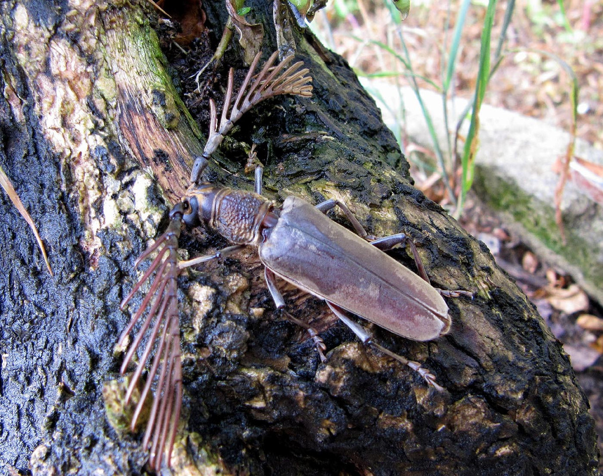  Màu sắc và cấu trúc cơ thể gây ấn tượng mạnh. Loài xén tóc này thường có màu nâu sẫm đến đen ánh kim, thân thon dài, lớp vỏ cứng chắc và hai chiếc râu có cấu trúc như chiếc lược. Bề mặt cơ thể có thể phản chiếu ánh sáng nhẹ, tạo cảm giác vừa thô ráp vừa sang trọng, khiến chúng trở thành đối tượng được giới sưu tầm côn trùng đặc biệt quan tâm. Ảnh: biolib.cz.