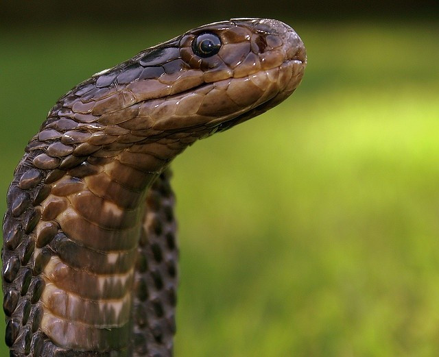  Thức ăn phong phú. Chúng săn ếch nhái, chim, gặm nhấm và cả loài rắn khác, giúp cân bằng hệ sinh thái nơi sinh sống. Ảnh: Pinterest.