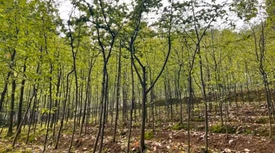 Sau nhiều nỗ lực thất bại, từ năm 2000, các nhà khoa học đã thành công trong việc nhân giống bằng thụ phấn nhân tạo, giâm cành, chiết cành, thậm chí đưa cây lên vũ trụ, giúp phục hồi quần thể lên đến hàng chục nghìn cá thể. Ảnh: Sohu.