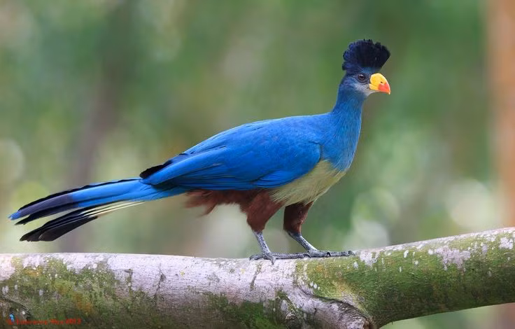  Loài tiêu quyên lớn nhất thế giới. Chim tiêu quyên xanh lớn được xem là loài tiêu quyên có kích thước lớn nhất hiện nay, với chiều dài cơ thể có thể đạt tới 75 cm. Trọng lượng của chúng vượt trội so với các loài tiêu quyên khác, khiến chúng trở thành “gã khổng lồ” trong họ Musophagidae. Ảnh: Pinterest.