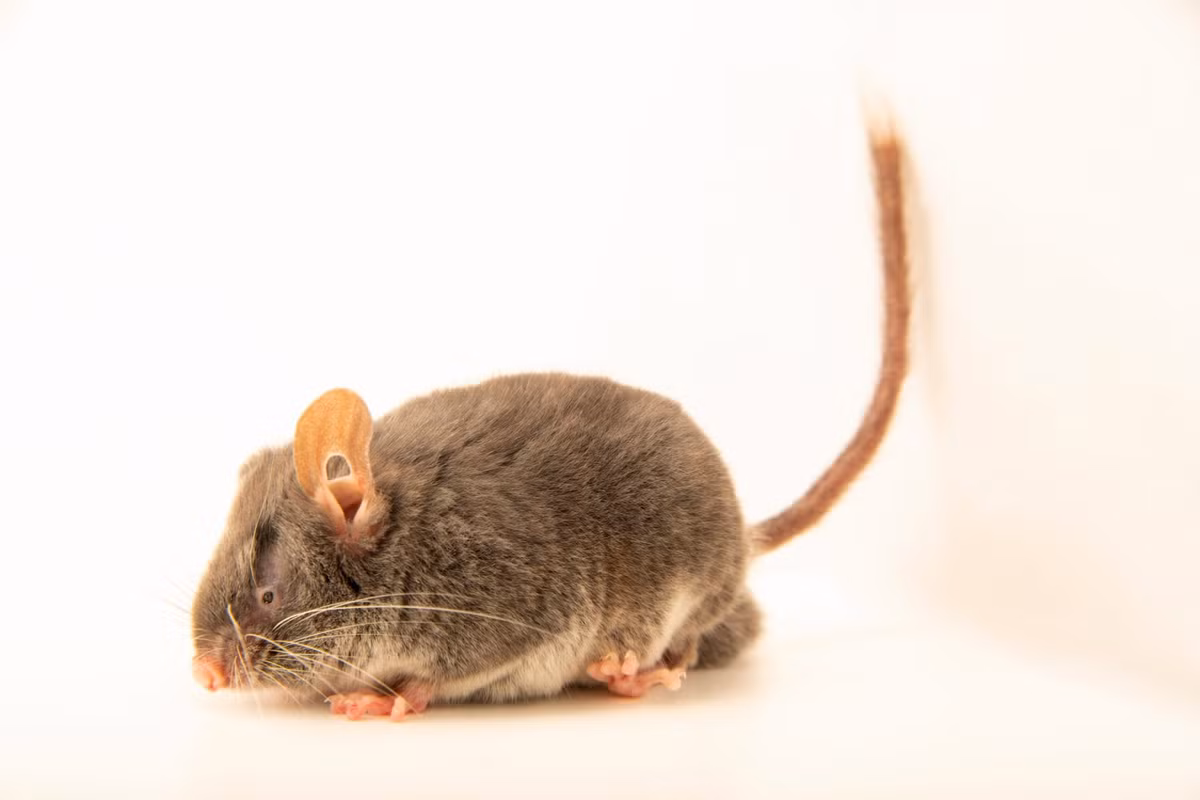  2. Là loài đặc hữu hiếm gặp ở Đông Nam Á. Chúng được tìm thấy chủ yếu tại các khu rừng trên núiở Trung Quốc, Việt Nam và Lào, với phạm vi phân bố rất hạn chế. Ảnh: joelsartore.com.