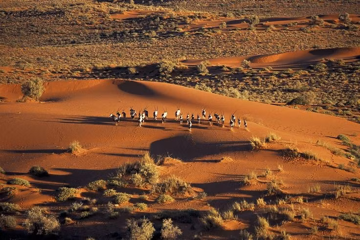  Cát đỏ đặc trưng. Các đụn cát của Kalahari có màu đỏ đặc trưng do chứa hàm lượng sắt cao, tạo nên cảnh quan độc đáo và rất dễ nhận diện so với các sa mạc khác. Ảnh: Pinterest.