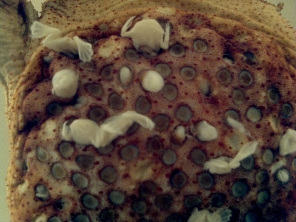  Gây ám ảnh với nhiều người. Hình ảnh lưng đầy lỗ chứa con non khiến cóc Suriname trở thành một trong những sinh vật gây cảm giác “rùng mình” mạnh mẽ đối với con người. Ảnh: iflscience.com.