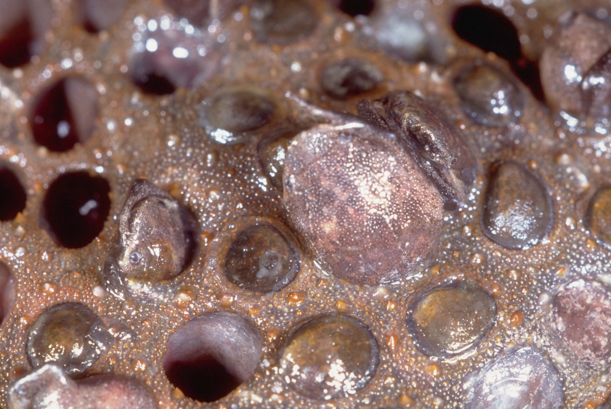  Con non “chui” ra từ lưng mẹ. Khi phát triển hoàn chỉnh, các con non sẽ thoát ra khỏi các khoang trên lưng mẹ như những “cửa sổ nhỏ”, tạo nên hình ảnh vừa kỳ lạ vừa ấn tượng. Ảnh: purpledshub.com.