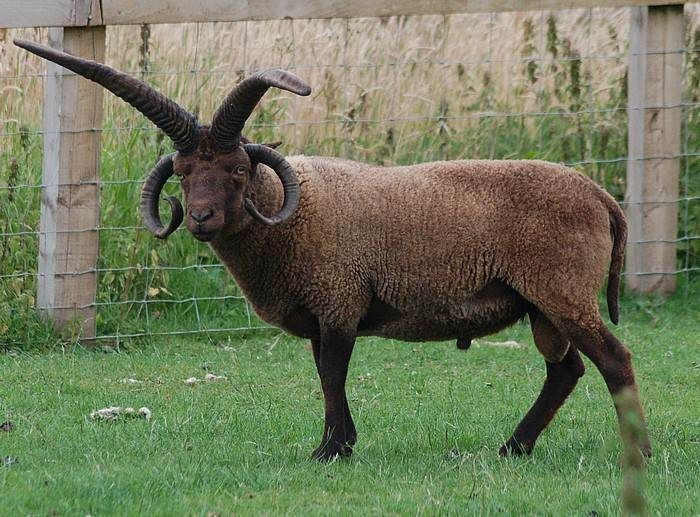  Khả năng thích nghi môi trường tốt. Cừu Manx có thể sống trong điều kiện gió mạnh, đất nghèo dinh dưỡng và khí hậu lạnh, cho thấy sức chịu đựng đáng kinh ngạc. Ảnh: Pinterest.