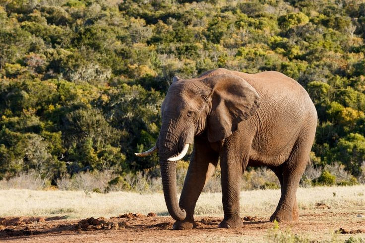  Đóng vai trò quan trọng với hệ sinh thái. Chúng giúp phát tán hạt giống và mở lối trong rừng, góp phần duy trì cân bằng sinh thái rừng nhiệt đới. Ảnh: Pinterest.