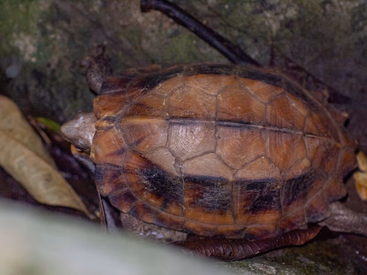  5. Ăn tạp nhưng thiên về thực vật. Chúng có thể ăn nấm, lá cây, quả rừng, côn trùng nhỏ và đôi khi xác động vật phân hủy, phù hợp với môi trường rừng ẩm mục nát. Ảnh: inaturalist.
