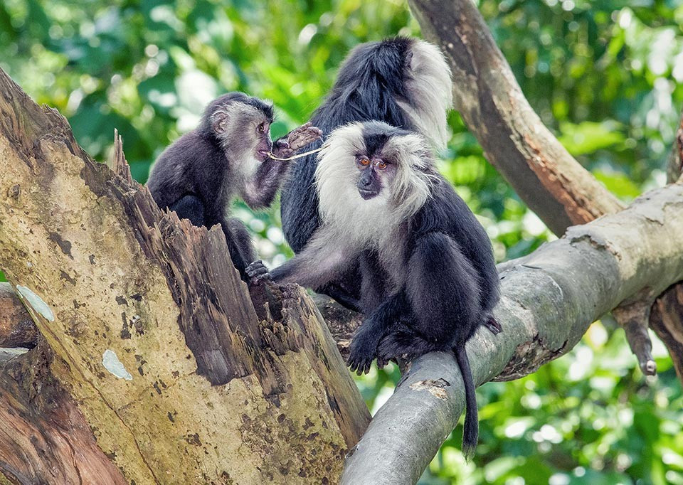 Chế độ ăn đa dạng nhưng phụ thuộc nhiều vào trái cây. Khỉ đuôi sư tử ăn quả chín, hạt, lá non, côn trùng và đôi khi là động vật nhỏ, đóng vai trò quan trọng trong việc phát tán hạt giống rừng. Ảnh: monaconatureencyclopedia.com.
