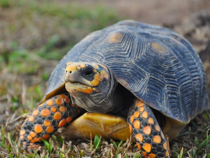  Là loài ăn tạp với khẩu phần khá đa dạng. Rùa chân đỏ ăn trái cây, nấm, lá cây và cả côn trùng hay xác động vật thối rữa. Ảnh: Pinterest.