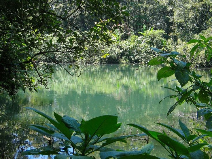  Hệ sinh thái rừng mưa nhiệt đới phong phú. Nơi đây là mái nhà của bò tót, hươu, báo hoa mai Java, khỉ, trăn và hàng trăm loài chim. Ảnh: Pinterest.