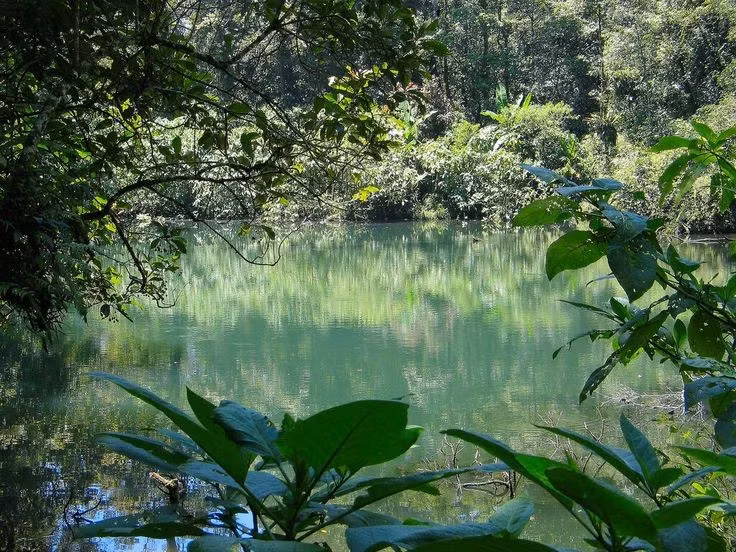  Hệ sinh thái rừng mưa nhiệt đới phong phú. Nơi đây là mái nhà của bò tót, hươu, báo hoa mai Java, khỉ, trăn và hàng trăm loài chim. Ảnh: Pinterest.