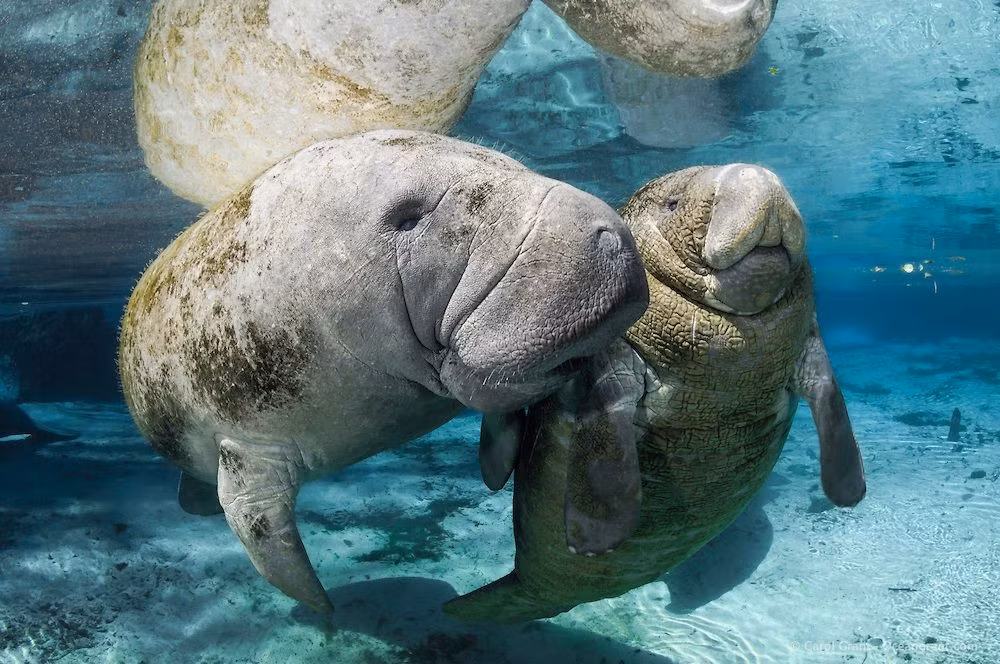  Từng bị nhầm là nàng tiên cá. Các thủy thủ thời xưa kể rằng họ thấy “người cá”, thực ra là lợn biển đang nổi lên mặt nước. Ảnh: Pinterest.