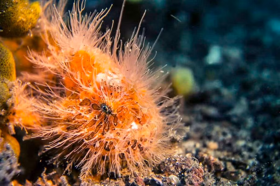 Chúng cũng có khả năng giống như tắc kè hoa để thay đổi màu sắc cho phù hợp với môi trường xung quanh. Tuy nhiên, chúng phải mất hàng tuần để tự biến đổi theo cách này.