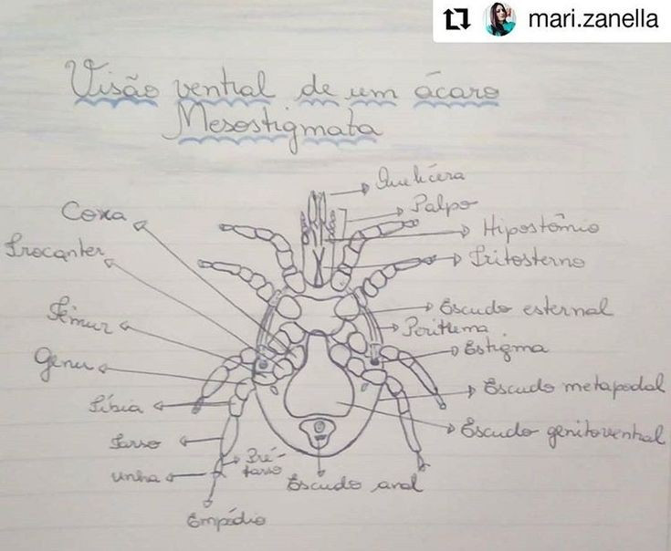 Điều trị đơn giản nhưng dễ tái phát. Bệnh ghẻ có thể được điều trị bằng thuốc bôi hoặc uống, nhưng cần xử lý đồng thời tất cả người tiếp xúc gần và vệ sinh đồ dùng cá nhân, nếu không rất dễ bị tái nhiễm. Ảnh: Pinterest.