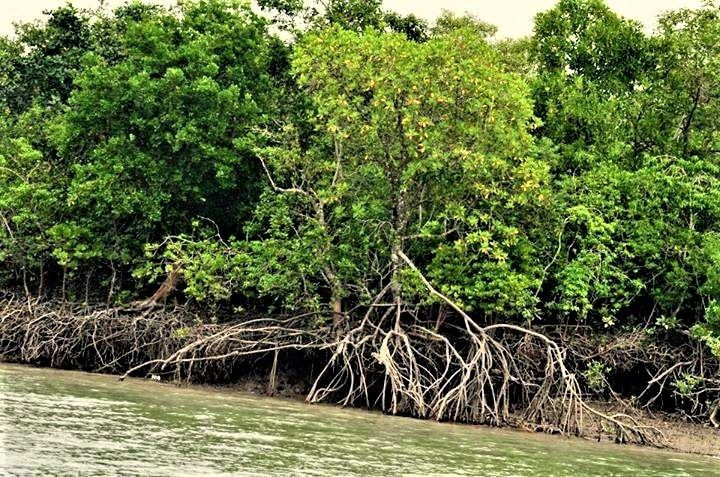  Sundarbans đóng vai trò “lá chắn tự nhiên” trước thiên tai. Rừng ngập mặn giúp giảm sức tàn phá của bão, sóng thần và nước biển dâng, bảo vệ hàng triệu cư dân ven biển Bangladesh và Ấn Độ. Ảnh: Pinterest.