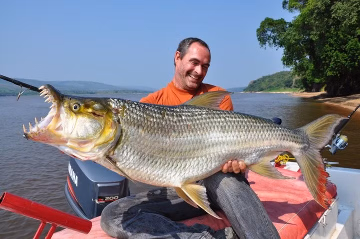  Có thể tấn công cá sấu nhỏ. Nhiều báo cáo cho thấy cá hổ Goliath săn cả cá sấu con. Ảnh: Pinterest.