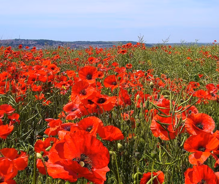  Thường mọc trên đất bị xáo trộn. Hoa anh túc đỏ phát triển mạnh ở những khu đất vừa bị cày xới hoặc bị ảnh hưởng bởi chiến tranh. Chính vì vậy, sau các trận chiến lớn ở châu Âu, những cánh đồng anh túc đỏ đã nở rộ, tạo nên hình ảnh vừa đẹp vừa ám ảnh. Ảnh:pickpik.com.