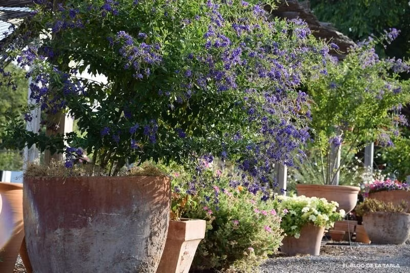 Ý nghĩa của cây cảnh giọt sương vàng: Loài hoa này không chỉ có vẻ đẹp và hương thơm độc đáo mà còn chứa đựng nền văn hóa thực vật và ngôn ngữ hoa phong phú. Ngôn ngữ hoa của giọt sương vàng là “cảnh giác”, điều này có thể liên quan đến môi trường sinh trưởng và khả năng sinh tồn độc đáo của nó.