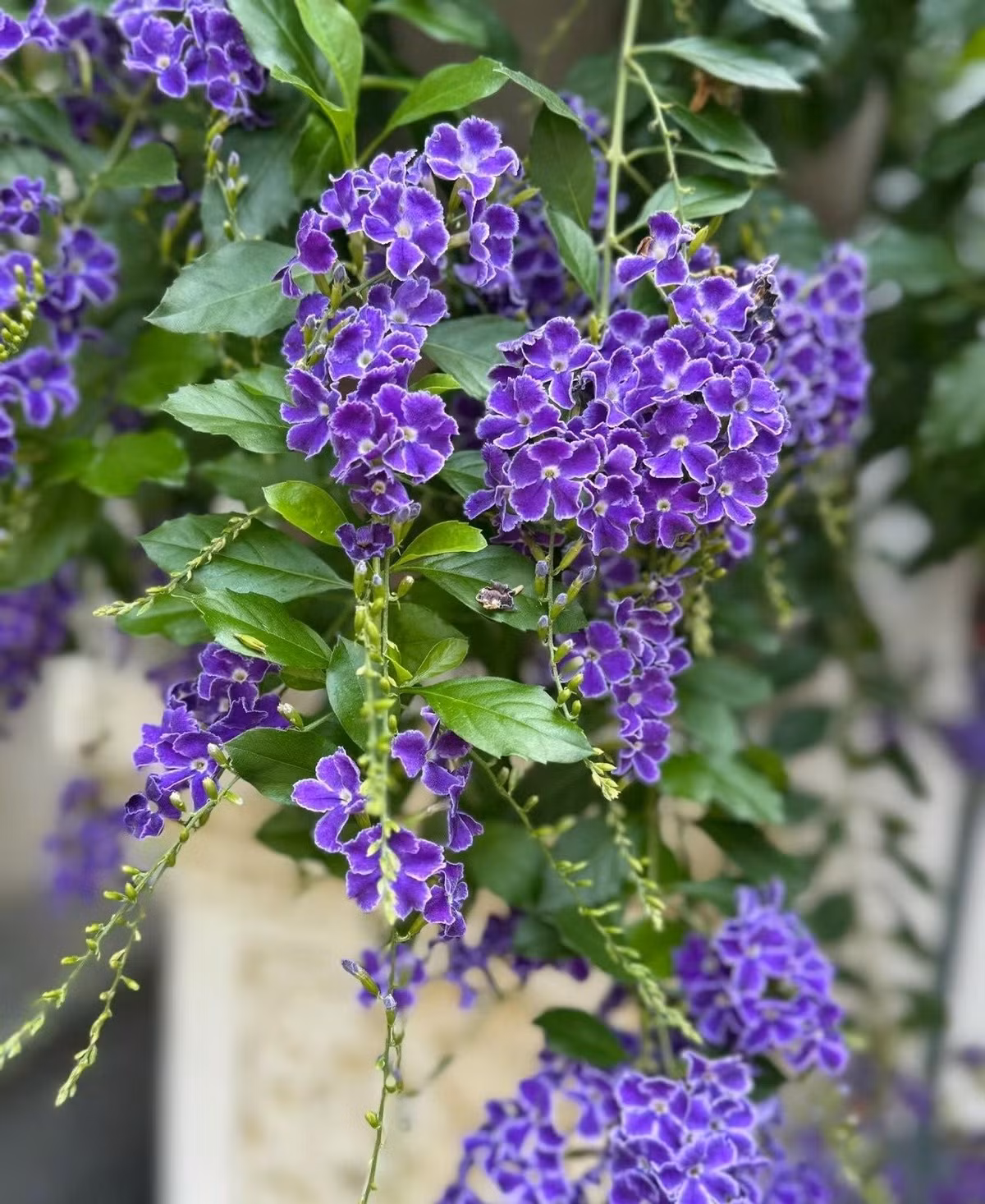  3. Bảo vệ gia đình: Cây cảnh này còn có ý nghĩa bảo vệ những người yếu đuối, che chở bạn suốt đời và cũng mang ý nghĩa ổn định. Ý nghĩa này khiến hoa giọt sương vàng trở thành loài hoa tuyệt vời để thể hiện tình cảm và sự cam kết.