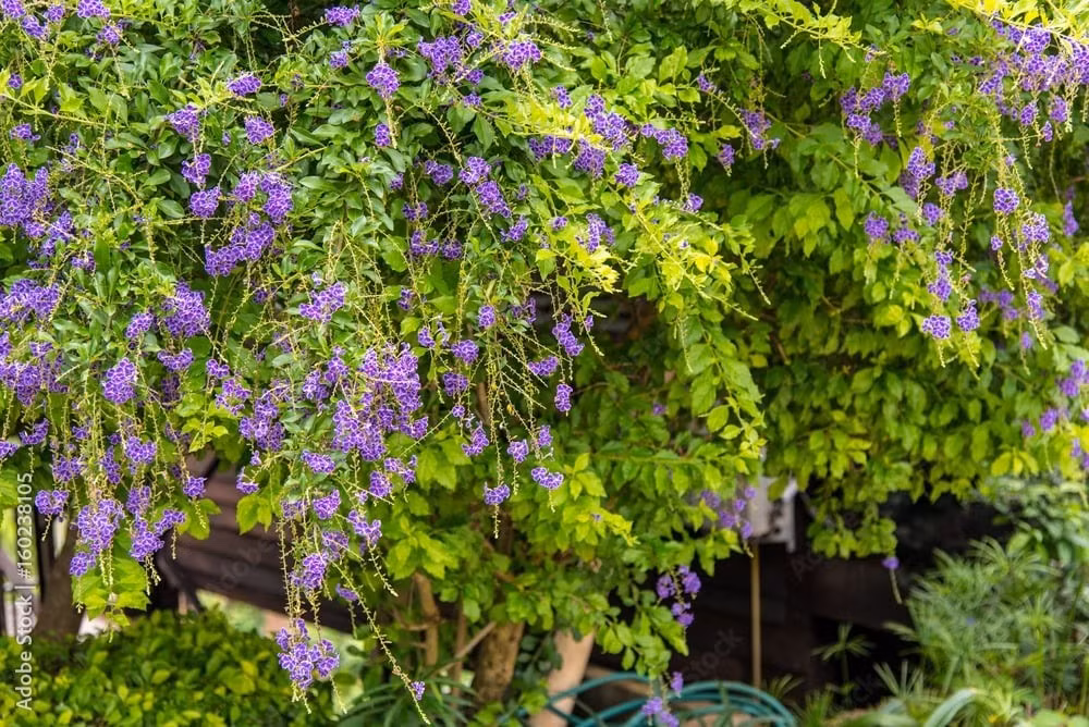 Quả hạch của hoa sương vàng hình cầu, đường kính khoảng 0,5 cm, màu vàng cam, bóng, mọc thành từng chùm như những chuỗi giọt sương vàng, tròn và trong vắt, rất bắt mắt.