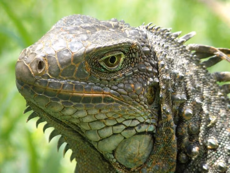  Thị lực nhạy bén. Đôi mắt của chúng có thể nhận biết màu sắc rõ ràng, hỗ trợ tìm kiếm thức ăn và nhận diện kẻ thù. Ảnh: Pinterest.