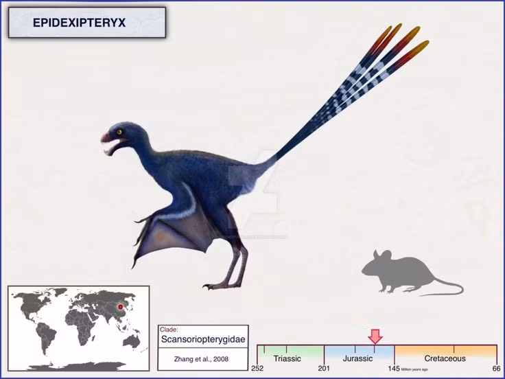  Là họ hàng xa của chim hiện đại. Epidexipteryx cung cấp bằng chứng về mối liên hệ giữa khủng long và chim. Ảnh: Pinterest.