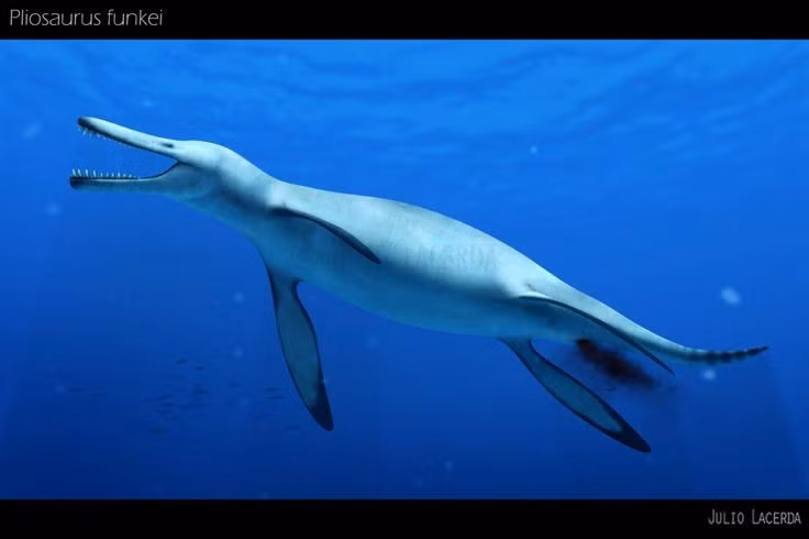  6. Là họ hàng gần của Plesiosaurus. Dù có cổ ngắn và thân hình to lớn, Pliosaurus và Plesiosaurus đều thuộc nhóm bò sát biển cổ đại Plesiosauria. Ảnh: Pinterest.