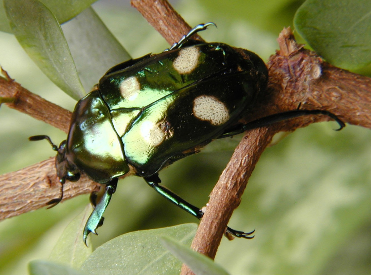  8. Được sưu tầm như một mẫu vật độc đáo. Với vẻ ngoài nổi bật, cánh cam xanh bốn chấm là mục tiêu yêu thích của các nhà sưu tầm côn trùng và được trưng bày như tác phẩm trang trí. Ảnh: biolib.cz.