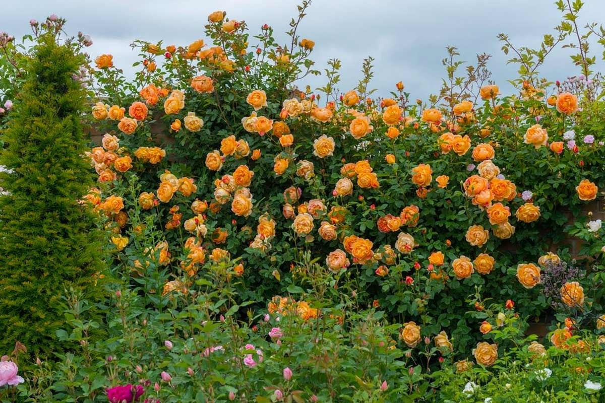  Không chỉ vậy, hoa trồng sau nhà dễ thu hút muỗi, ong, gây phiền toái cho sinh hoạt. Khi cánh hoa rụng không được dọn dẹp, chúng còn gây mùi hôi, thu hút ruồi nhặng.