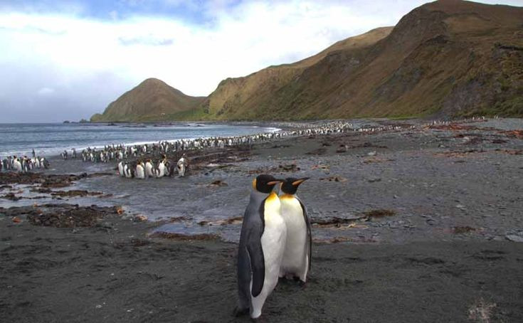  Chỉ dành cho nghiên cứu khoa học. Ngày nay, đảo Macquarie không mở cửa cho du lịch đại trà. Nơi đây chủ yếu phục vụ các nhà khoa học nghiên cứu khí hậu, sinh học và địa chất, góp phần hiểu rõ hơn về biến đổi khí hậu toàn cầu. Ảnh: Pinterest.