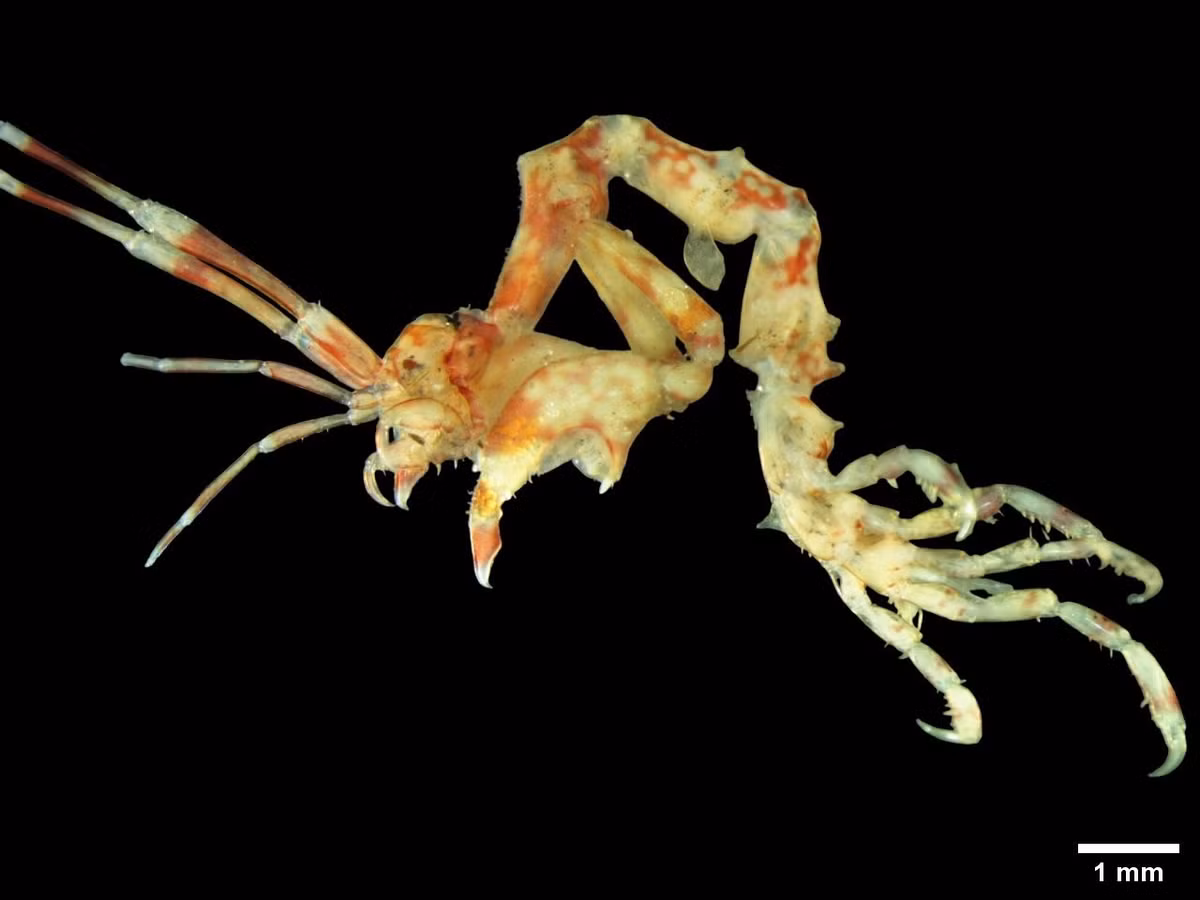 Có ngoại hình như sinh vật ngoài hành tinh. Cơ thể dài, gầy, nhiều gai nhọn và các đốt lộ rõ khiến loài này trông giống một bộ xương di động hơn là một loài giáp xác biển. Ảnh: wixstatic.com.