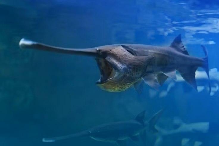  Loài cá này từng phân bố rất rộng ở Bắc Mỹ. Trước đây, cá tầm thìa Mỹ sống khắp lưu vực sông Mississippi và nhiều con sông lớn ở miền trung Hoa Kỳ. Tuy nhiên, việc xây đập, ô nhiễm và đánh bắt quá mức đã khiến phạm vi phân bố của chúng bị thu hẹp đáng kể trong thế kỷ 20. Ảnh: Pinterest.