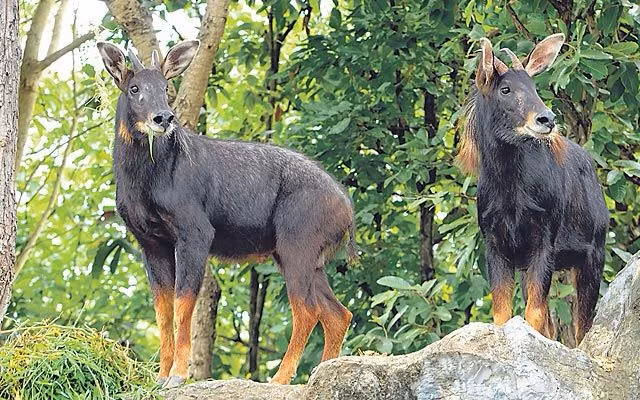 1. Sơn dương là bậc thầy leo núi. Chúng sống ở những vùng núi cao hiểm trở, có khả năng leo trèo và di chuyển nhẹ nhàng trên những vách đá dựng đứng nhờ móng guốc chắc khỏe và linh hoạt. Ảnh: Pinterest.