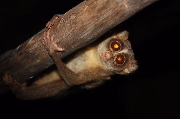  Nạn buôn bán thú cưng đe dọa nghiêm trọng. Vẻ ngoài “đáng yêu” khiến cu li trở thành mục tiêu của thị trường thú nuôi bất hợp pháp. Nhiều cá thể bị nhổ răng để tránh cắn, gây đau đớn và suy giảm khả năng sinh tồn nếu được thả về tự nhiên. Ảnh: Pinterest.