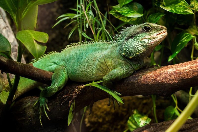  Phân bố ở Đông Nam Á. Rồng đất sinh sống chủ yếu tại Việt Nam, Lào, Campuchia, Thái Lan và miền Nam Trung Quốc. Chúng ưa rừng ẩm nhiệt đới gần suối, nơi có nhiều cây cối để leo trèo và nguồn nước để ẩn náu khi gặp nguy hiểm. Ảnh: Pinterest.