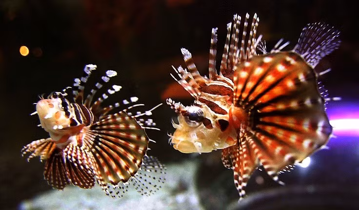  Tuổi thọ khá cao trong tự nhiên. Cá sư tử có thể sống từ 10 đến 15 năm trong môi trường hoang dã, và thậm chí lâu hơn nếu được nuôi nhốt. Ảnh: Pinterest.