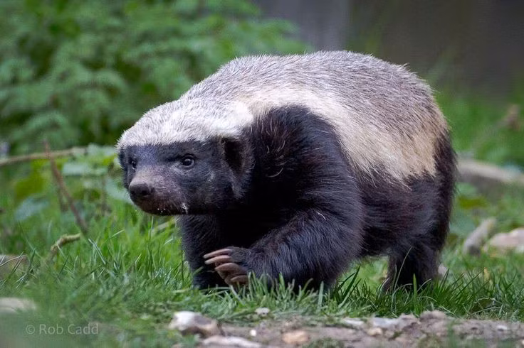  Lửng mật nổi tiếng liều lĩnh. Lửng mật thường sẵn sàng đối đầu với những loài lớn và nguy hiểm hơn nhiều như sư tử hay báo hoa mai, khiến chúng được coi là “kẻ ngông cuồng” của tự nhiên. Ảnh: Pinterest.